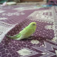 مرغ عشق