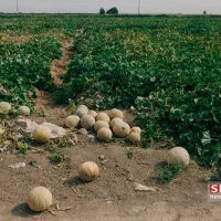 فروش طالبی ورامین به صورت مستقیم از کشاورز