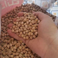 نخود محلی کاملا تازه و تمیز خوش پخت