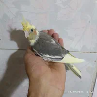 جوجه عروس هلندی