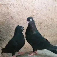 جوجه زاغ آبادانی