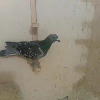 کفتر بوم