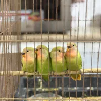 فروش جوجه کوتوله برزیلی