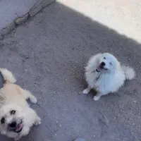 سگ پاکوتاه