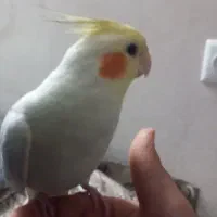 عروس هلندی سفید ماده