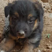 سگ ژرمن