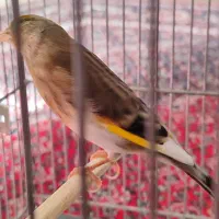 سهره قناری ابلق سفید