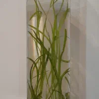 تنگ شیشه ای