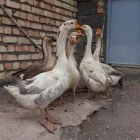قوغاز معاویزه با مرغ تخم گذار