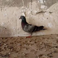 کبوتر