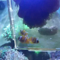 دلقک کلارکی،بلک اسلاریس و.. آب شور