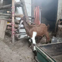 بزغاله نر پاکستانی