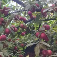 آلو درشت خونی
