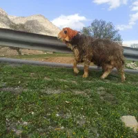 نرمیش