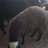 بره شیری
