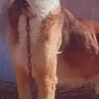فروش حیون