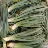 تره کوهی / سریش/ چیریش تازه