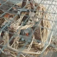 فنج|پرنده|اصفهان, همتآباد|دیوار
