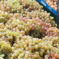 واگذاری-پالت-میوه-جلوی-سوپر-مارکت