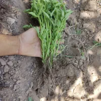 نشا گوجه