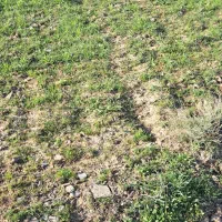 جو وبلغور جو