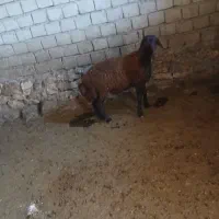 بره نر