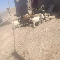 3گوسفند3بره3بز1بزغاله 6تیشک