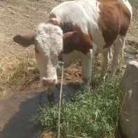 گوساله نر