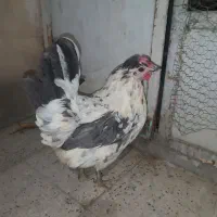 مرغ گلین جوان کرچ شو