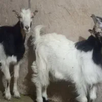 بزوبزغاله سالم جوان