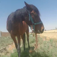 مادیان عرب با کره نریان
