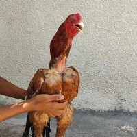 خروس لاری اصیل دانگ بالا تاج بادام