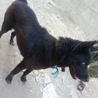 هاسکی بلک چشم تا به تا