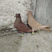 نرماده سرخ و زرد