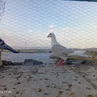 کبوتر پشتی