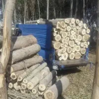خریدوفروش انواع چوب ودرخت صنوبر،قلمه، سوعد،نال