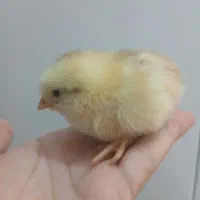 جوجه محلی