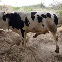 گوساله نر چاق  لطفا حدودا وزن وقیمت کیلویی ‌‌ لطفا