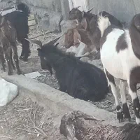 گوسفند|حیوانات مزرعه|کهک, |دیوار