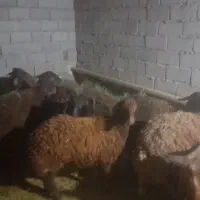 گوسفند نر چاق بدون ایراد