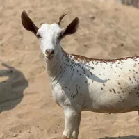 داشتی‌صلاله