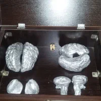 مجسمه مغز انسان(هشت تیکه)