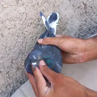 کبوتر پرشی