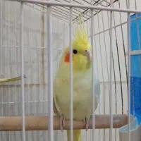 عروس هلندی معاوضه باسهره