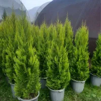 باغبانی .سم پاشی .هرس . تعویض گلدان
