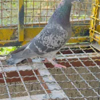 کبوتر ماده مسافتی