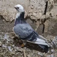 سه تا نر پلاکی درشت