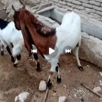 تعدادی بز پاکستانی