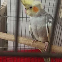 عروس هلندی ماده مست