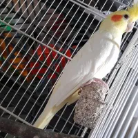 عروس هلندی